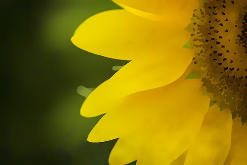 background  sunflower  design