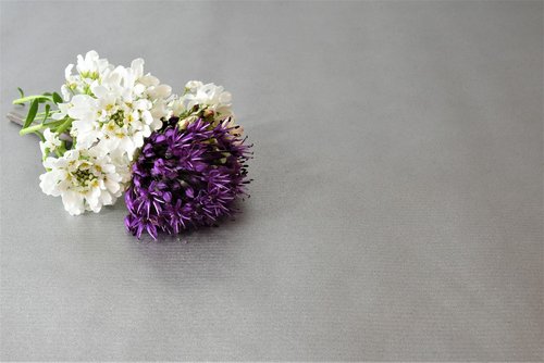 background  flowers  white