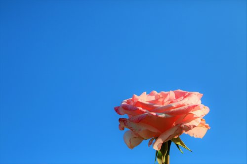 background  rose  sky