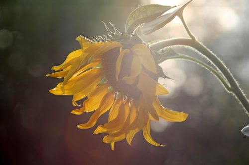 background pattern sun flower