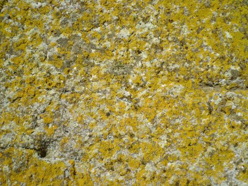 background lichens wall