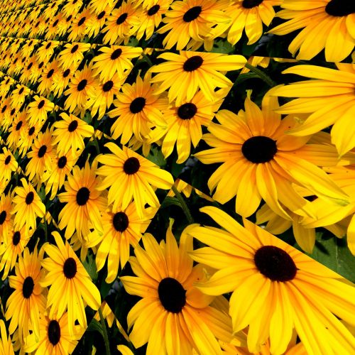 background flowers rudbeckia