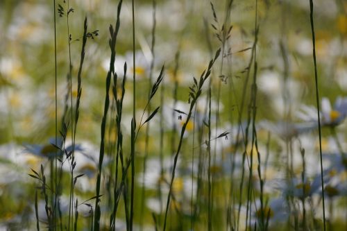 background grasses nature