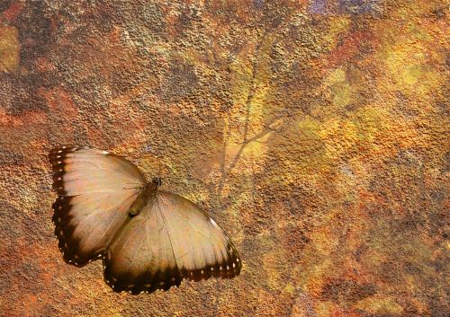 background structure butterfly