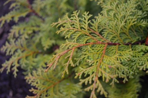 Background Green Twig