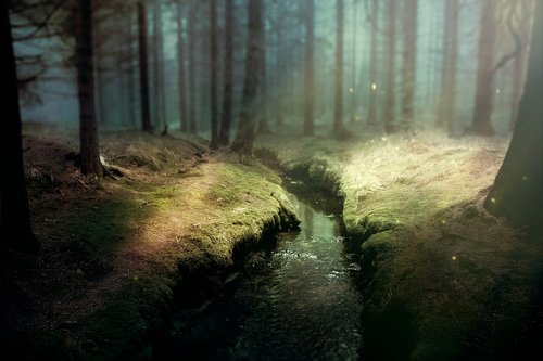 background image  fantasy  forest