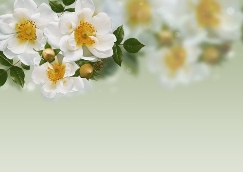 background image  flowers  roses