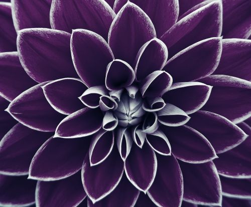 background image flower purple