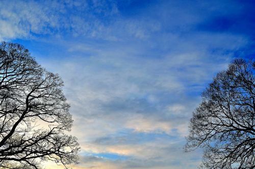 Background Of Sky And Trees