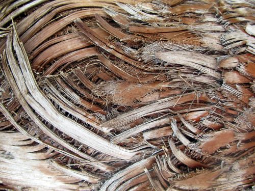 Background Palm Bark