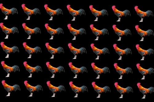 background pattern chicken fowl