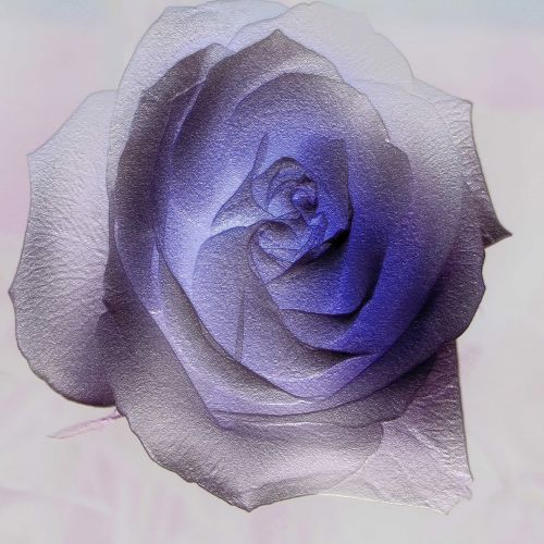 Background Lilac Rose