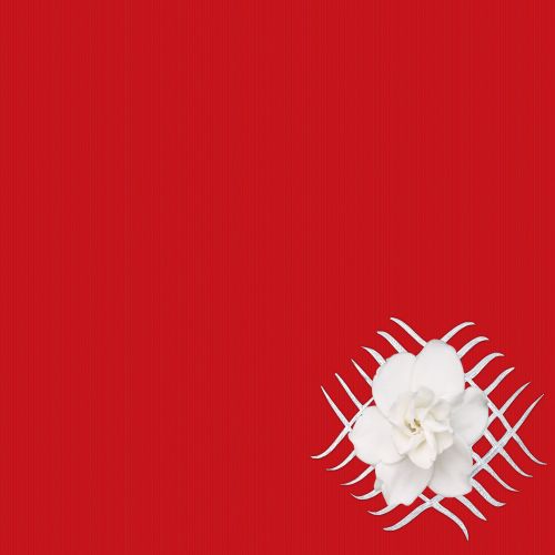 Red Background With White Flower