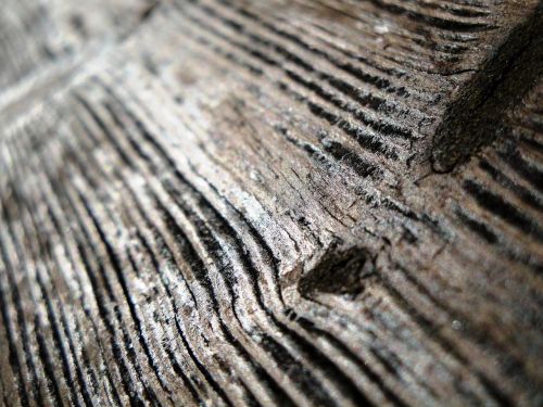 wood closeup weathered