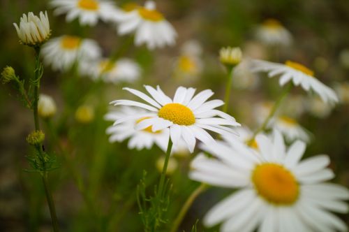 Background With Daisies