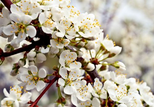 Background With Flowers