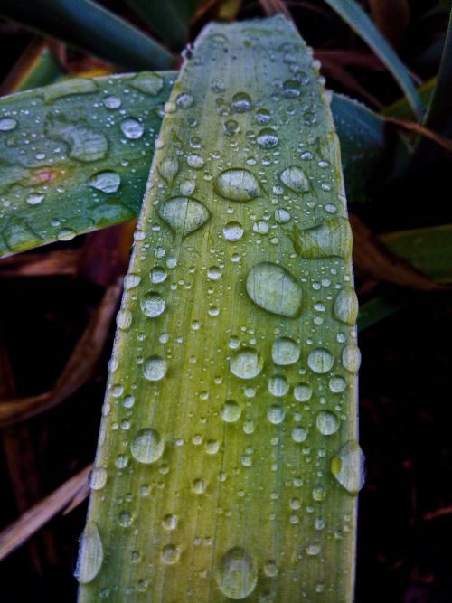 backgrounds flora droplets