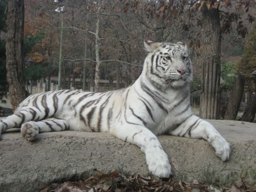 backhoe tiger animal