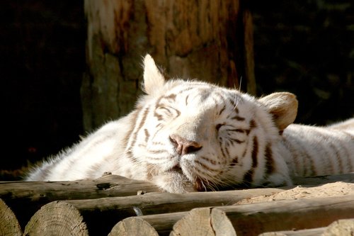 backhoe  tiger  siesta