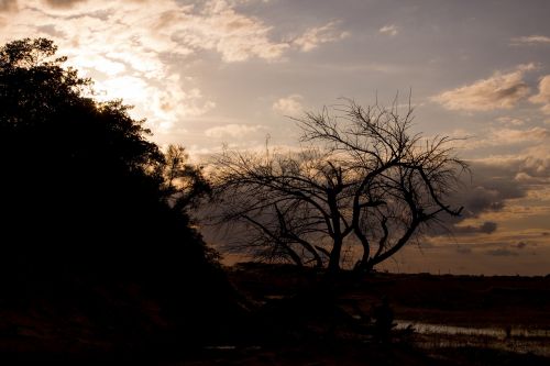 backlight branches desert