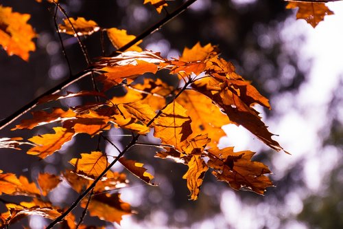 backlighting  autumn  nature