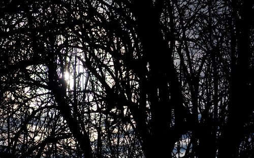 backlighting  branch  tree