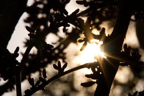 backlighting  tree  aesthetic