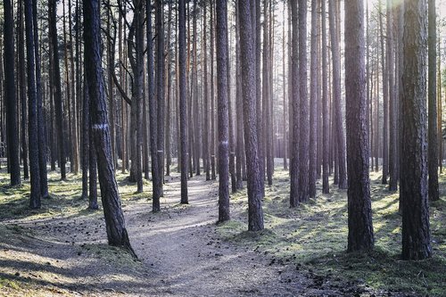 backlighting  forest  path