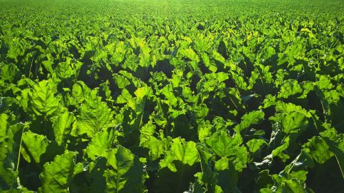 backlit farming green