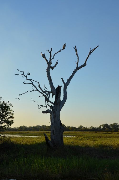 backlit sunset dead tree