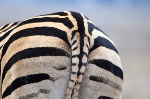 Backside Of Zebra