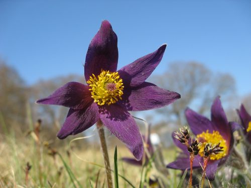 backsippa flower plant