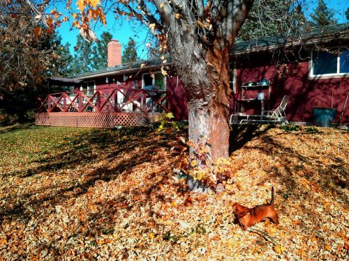 backyard dachshund fall
