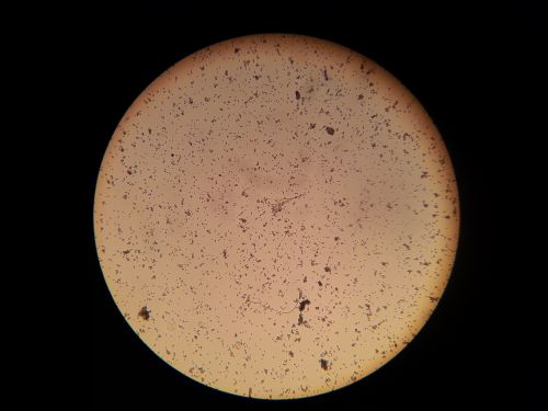 bacteria microscope microscopic image