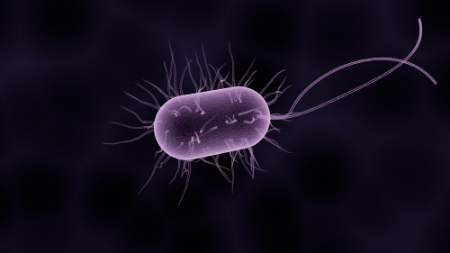 bacteria bacterium microbiology