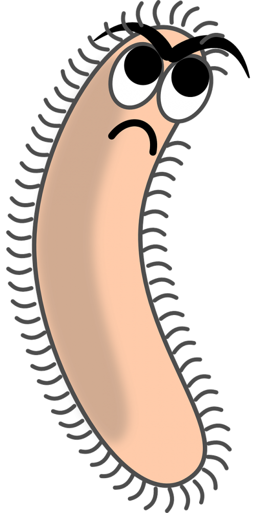 bacteria germ pathogene