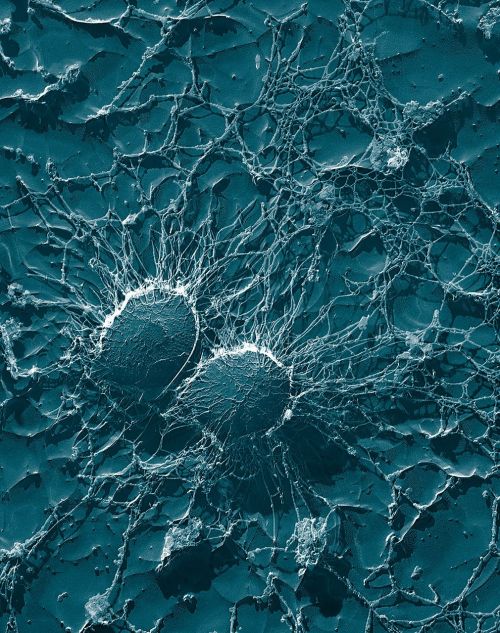 bacteria cocci staphylococci