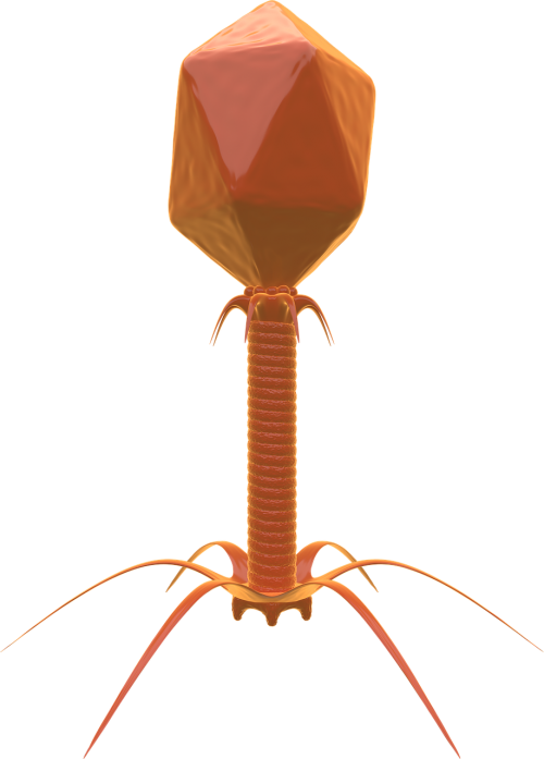 bacteriophage virus bacteria