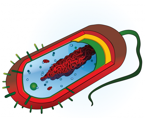 bacterium nucleoid cytoplasm