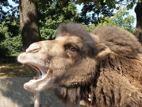 bactrian camel camel head