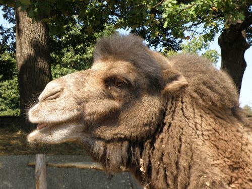 bactrian camel camel head