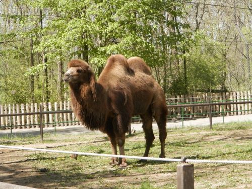 bactrian camel zoo camel
