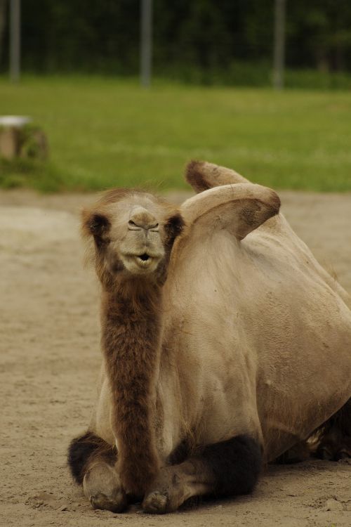 bactrian camel camelus bactrianus animal