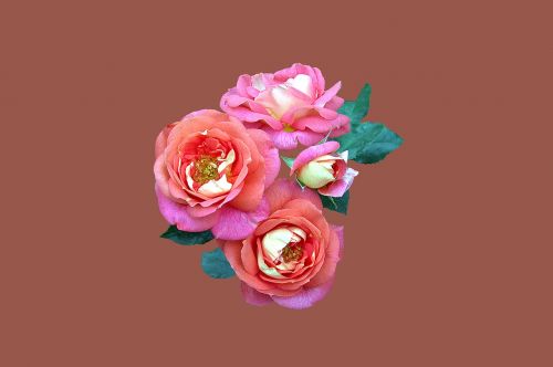 bad kissingen rose garden rose