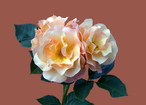 bad kissingen rose garden rose