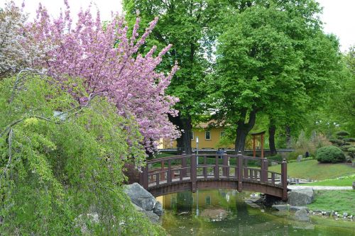 bad langensalza cherry blossom japanese garden
