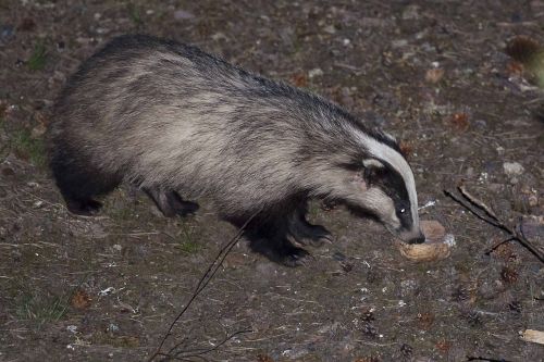 badger flash occasional piece of bread