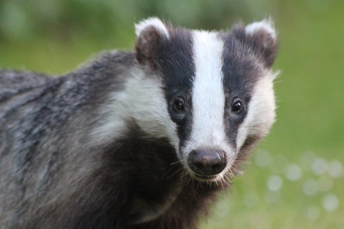 badger  closeup  garden