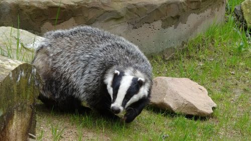 badger animal forest