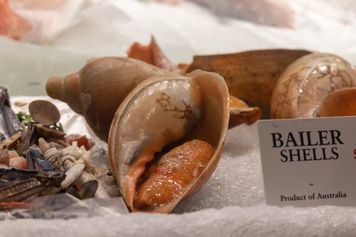 bailer  shells  food